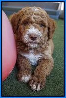 Noelle Dempsey pups 7 wks old 41