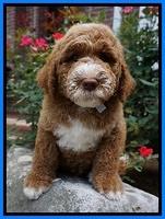 Noelle Dempsey pups 8 wks old 1!