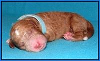Noelle Dempsey pups newborn 21