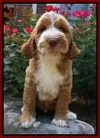Howard family: Finn
