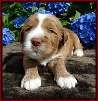 Noelle Dempsey pups 3 wks old 61