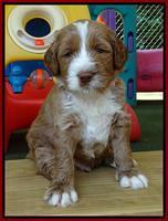 Noelle Dempsey pups 4 wks old 71