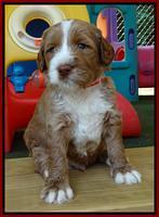 Noelle Dempsey pups 4 wks old 81