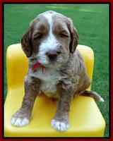 Noelle Dempsey pups 5 wks old 51