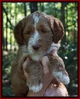 Noelle Dempsey pups 6 wks old 31