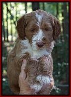Noelle Dempsey pups 6 wks old 41