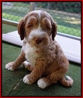 Noelle Dempsey pups 7 wks old 71