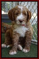 Noelle Dempsey pups 7 wks old 81