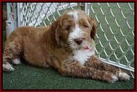 Noelle Dempsey pups 7 wks old 91