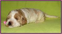 Noelle Dempsey pups 2 wks old 111
