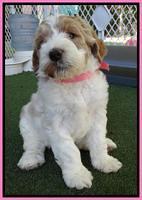 Noelle Dempsey pups 5 wks old 121