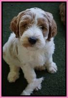 Noelle Dempsey pups 7 wks old 131