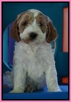 Noelle Dempsey pups 7 wks old 161