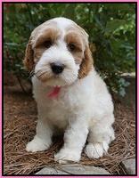 Noelle Dempsey pups 8 wks old 27!