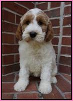 Noelle Dempsey pups 8 wks old 29!