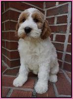 Noelle Dempsey pups 8 wks old 30!