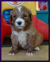 Noelle Dempsey pups 4 wks old 121