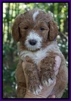 Noelle Dempsey pups 6 wks old 91