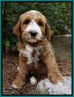 Larkins family: Dixie