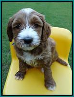 Noelle Dempsey pups 5 wks old 241