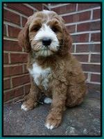 Noelle Dempsey pups 8 wks old 14!