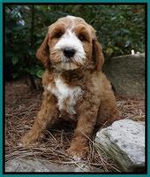 Noelle Dempsey pups 8 wks old 15!