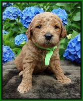 Noelle Dempsey pups 3 wks old 201