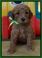 Noelle Dempsey pups 4 wks old 221