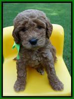 Noelle Dempsey pups 5 wks old 261