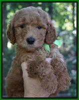 Noelle Dempsey pups 6 wks old 141