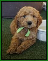 Noelle Dempsey pups 7 wks old 311