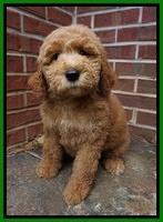 Noelle Dempsey pups 8 wks old 22!