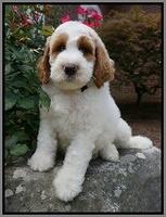 Yant Family: Jagger