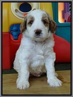 Noelle Dempsey pups 4 wks old 261