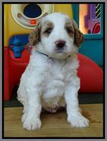 Noelle Dempsey pups 4 wks old 281