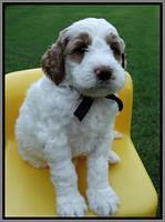 Noelle Dempsey pups 5 wks old 381