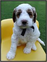 Noelle Dempsey pups 5 wks old 401