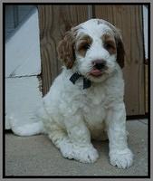 Noelle Dempsey pups 6 wks old 181