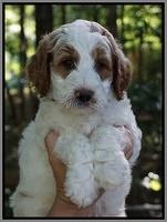 Noelle Dempsey pups 6 wks old 191