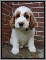 Noelle Dempsey pups 8 wks old 26!