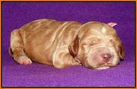 Noelle Dempsey 1 wk old 311