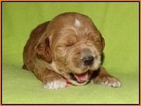 Noelle Dempsey pups 2 wks old 301