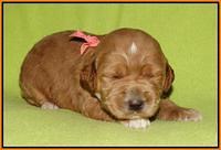 Noelle Dempsey pups 2 wks old 311