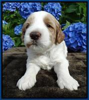 Noelle Dempsey pups 3 wks old 331