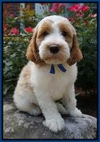 Noelle Dempsey pups 8 wks old 5!