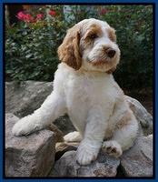 Noelle Dempsey pups 8 wks old 6!