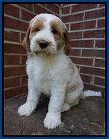 Noelle Dempsey pups 8 wks old 8!