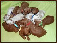 Noelle Dempsey pups 2 wks old 361