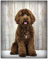 Dapper Dan 1yrCuteDapper