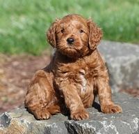 Dapper Dan 6 wk old pup